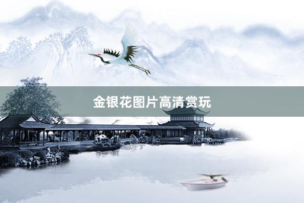 金银花图片高清赏玩